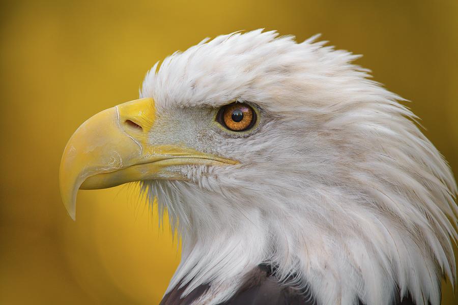 North American Bald Eagle in profile Photograph by Jim Hughes