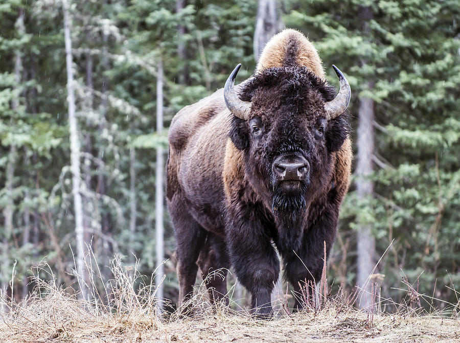 North American Bison. Photograph by Alasdair Turner Photography