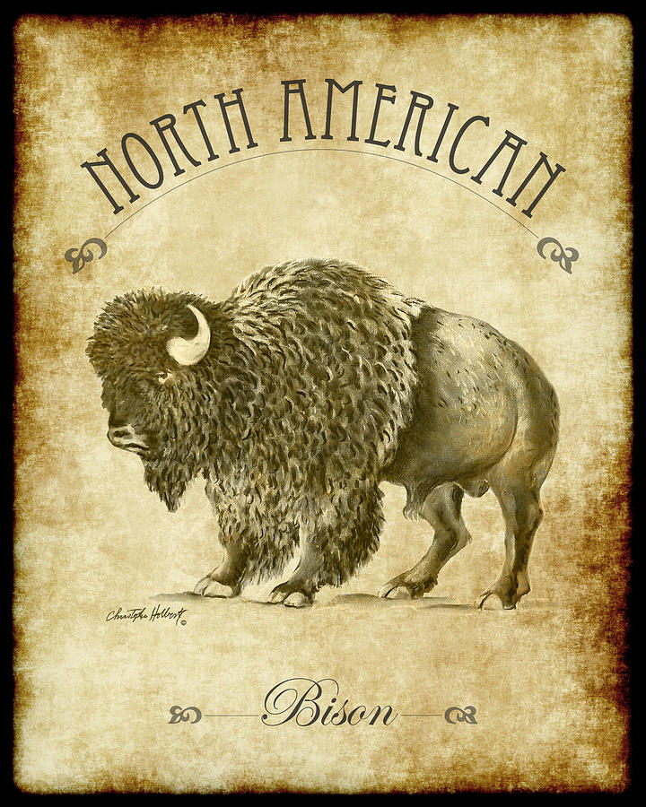 Bison Drawing - North American Bison - Antique Style by Christopher Holbert