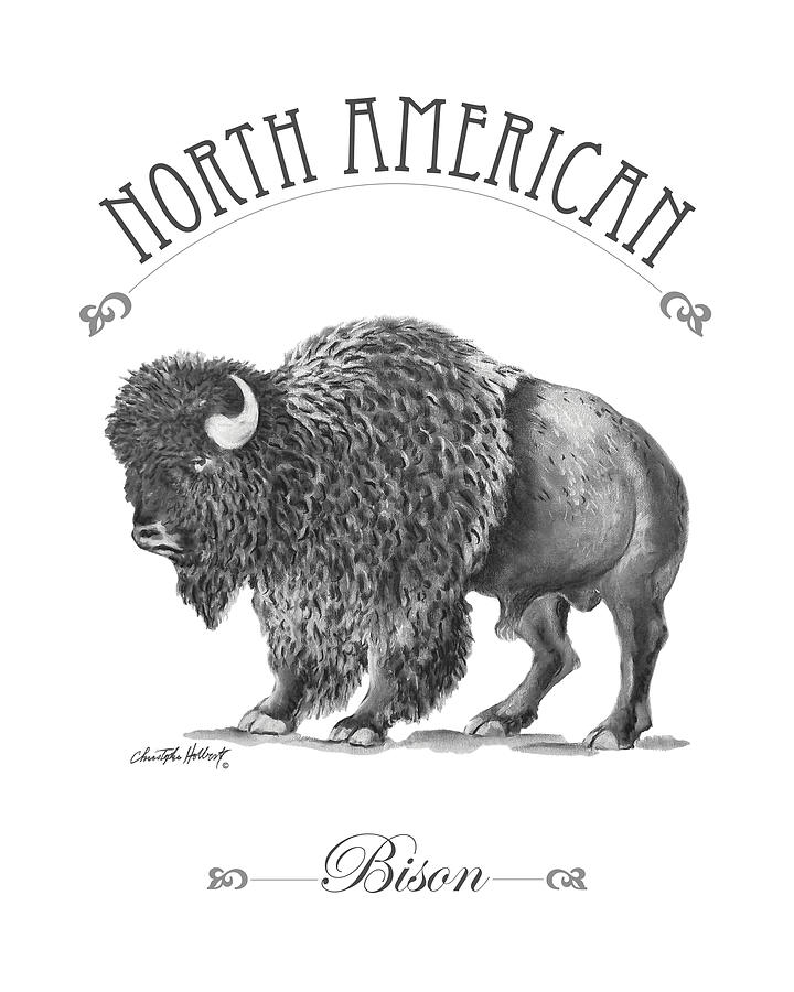 bison illustration