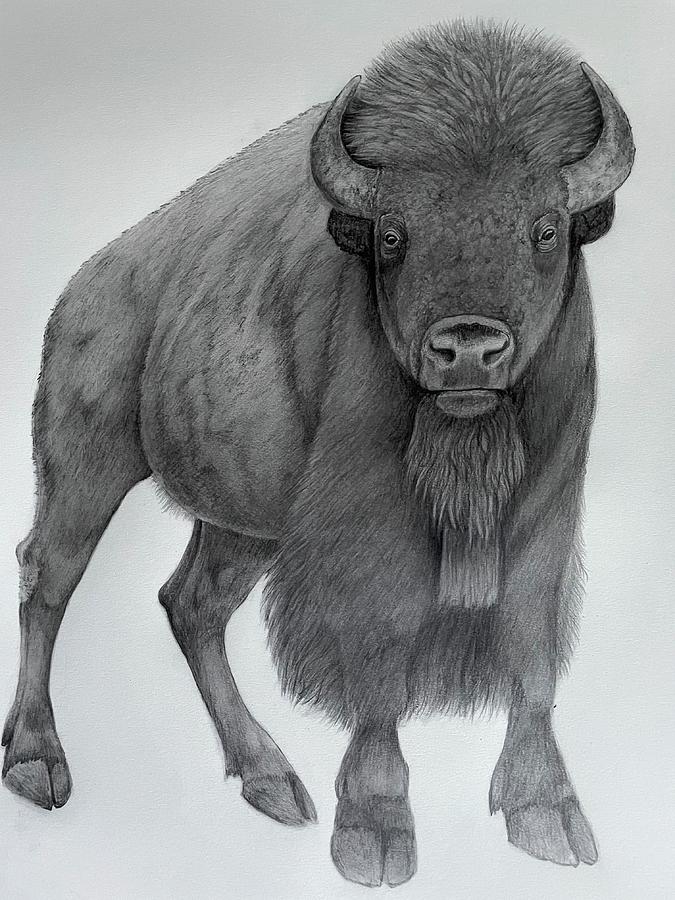 North American Bison Drawing by Peter Johnson Fine Art America