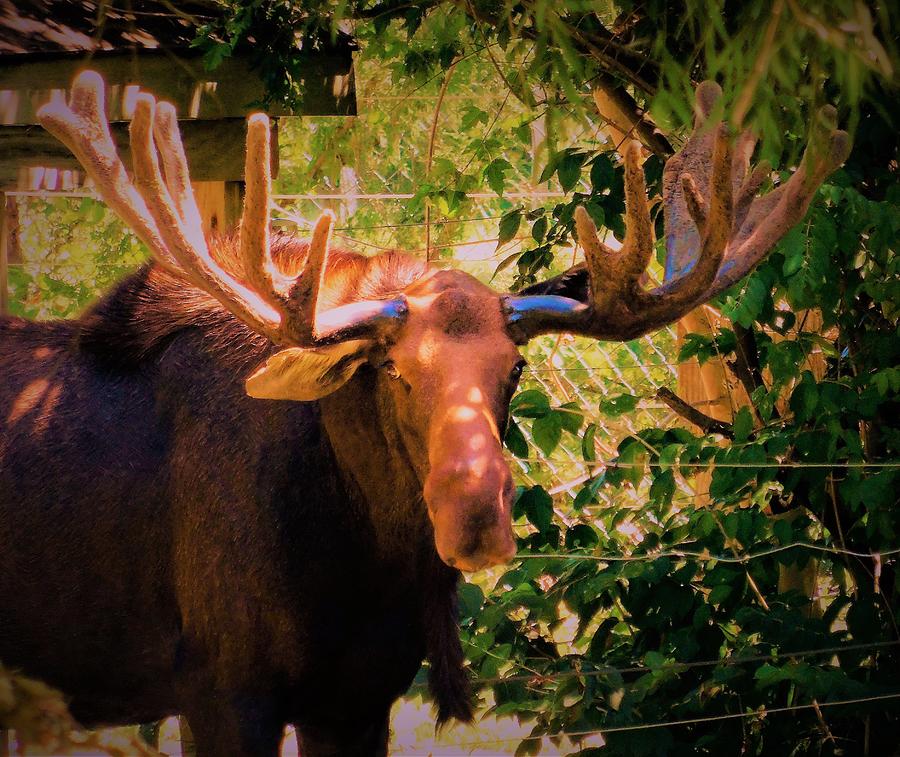 - North American Eastern Moose Photograph by THERESA Nye