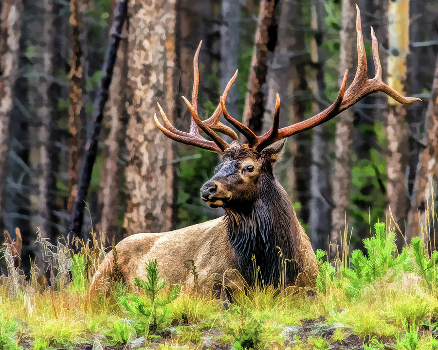 North American Elk Painting by Christopher Arndt