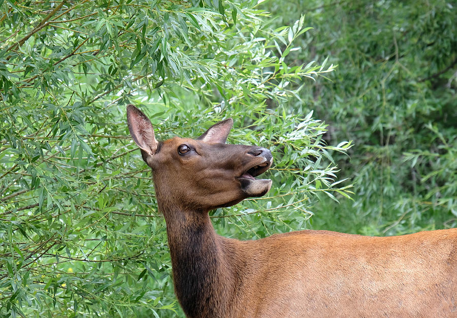 North american elk with open mouth Photograph by Sandra Leidholdt