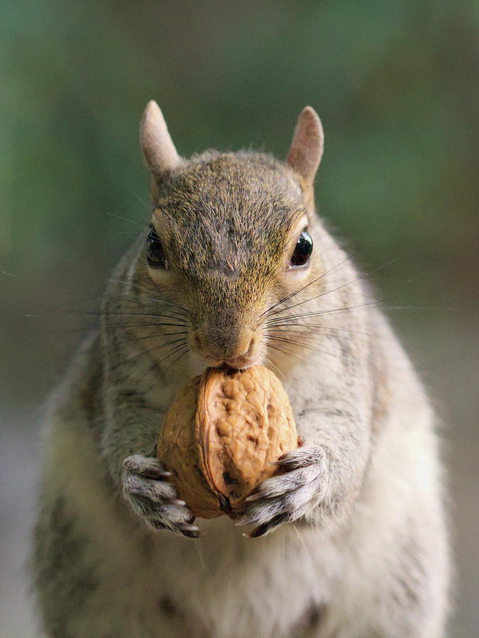 North American gray squirrel Photograph by Stefano Mucignat Baudino ...