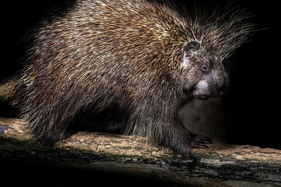 North American Porcupine Photograph by Arterra Picture Library