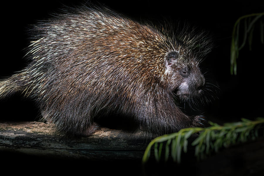 North American Porcupine at Night Photograph by Arterra Picture Library