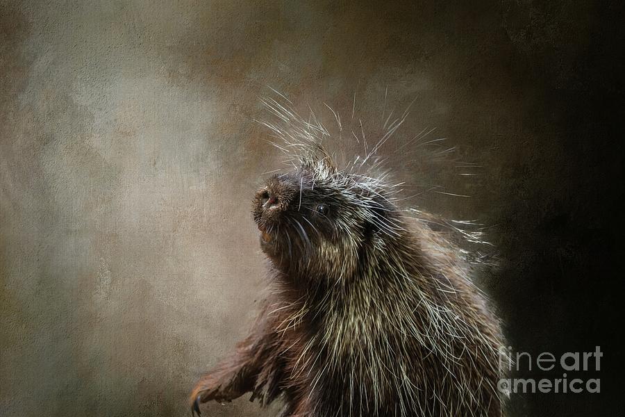 North American Porcupine Photograph by Eva Lechner