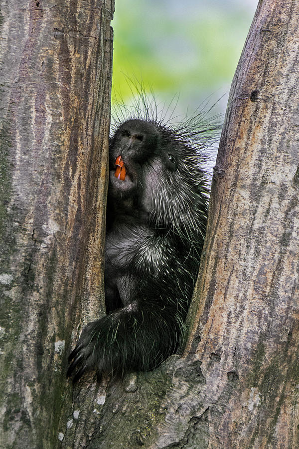 North American Porcupine in Tree Photograph by Arterra Picture Library