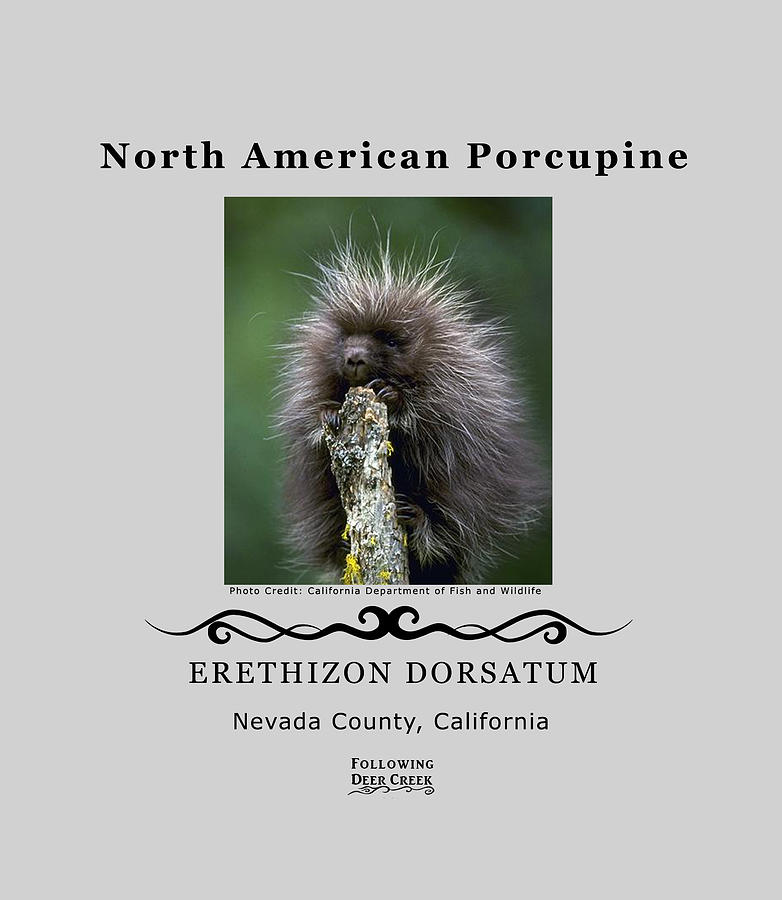 North American Porcupine Digital Art by Lisa Redfern