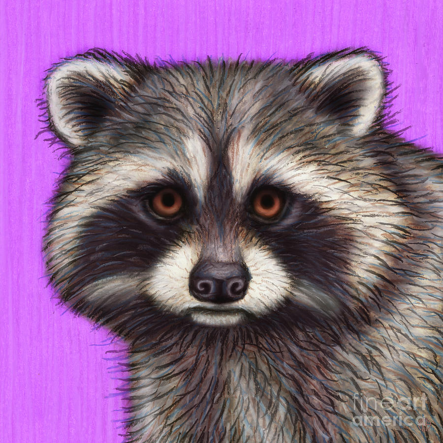 North American Raccoon  Painting by Amy E Fraser