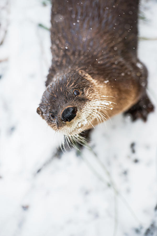 Wildlife Photograph - North American River Otter by Abby Wood