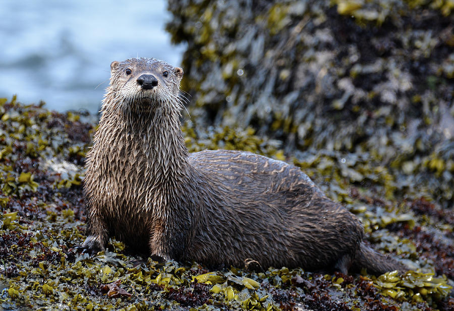 North American River Otter Photograph by Joan Septembre