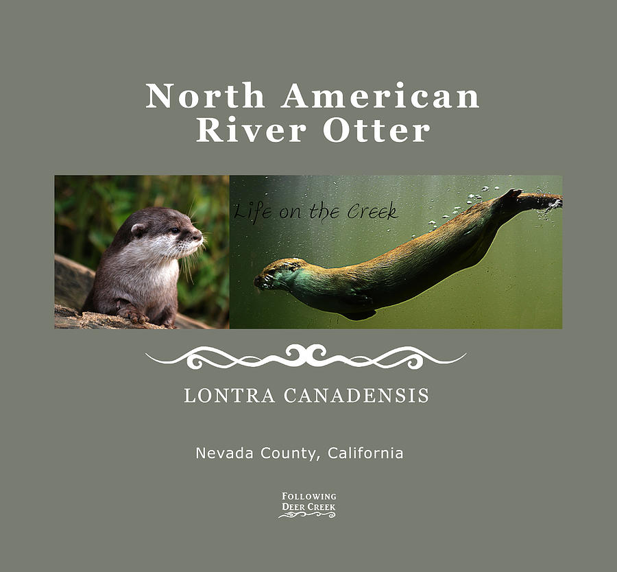 North American River Otter Digital Art by Lisa Redfern