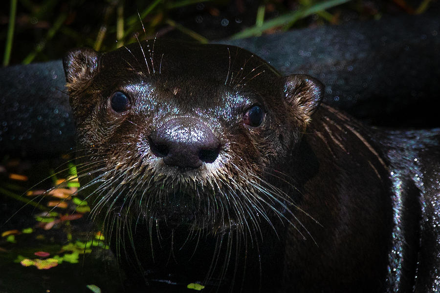 North American River Otter Photograph by Mark Andrew Thomas