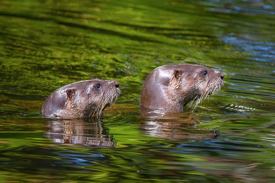 North American River Otters Photograph by Mark Andrew Thomas