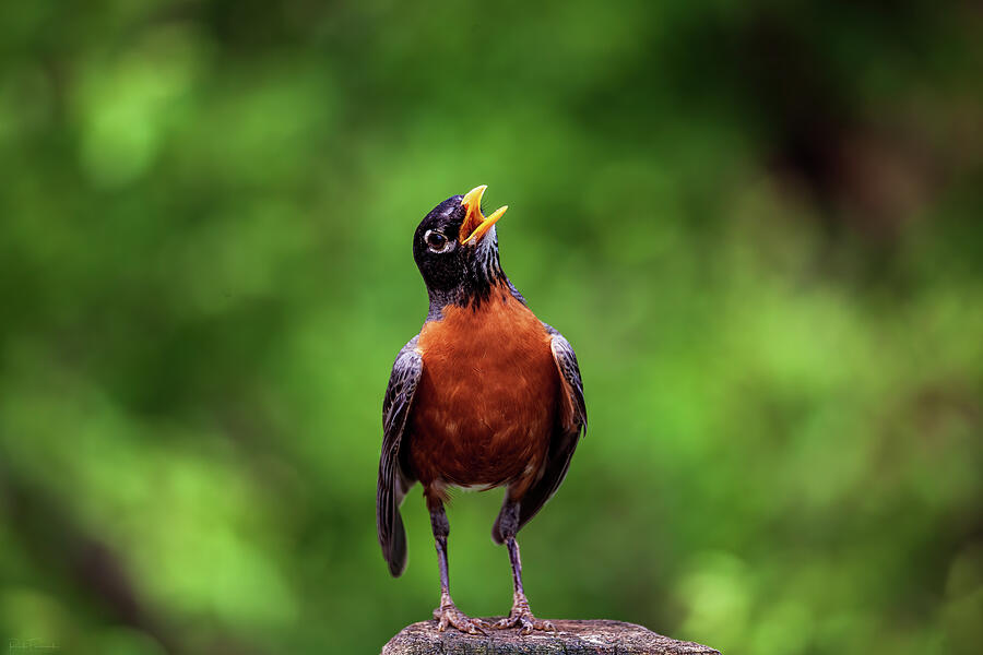 North American Robin Photograph by Rick Furmanek
