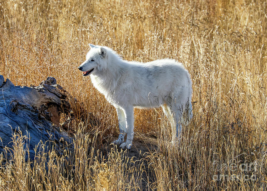 North American Wolf Photograph by Shirley Dutchkowski