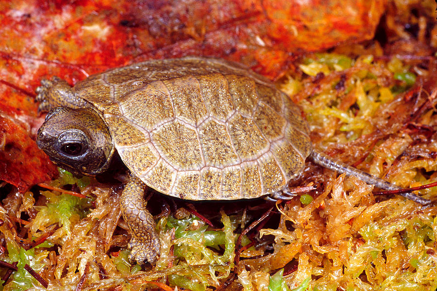 North American Wood Turtle, Hatchling Photograph by Michael Redmer ...