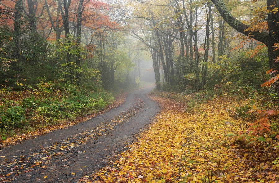 Fall Photograph - North Carolina Autumn Dirt Road by Mark VanDyke