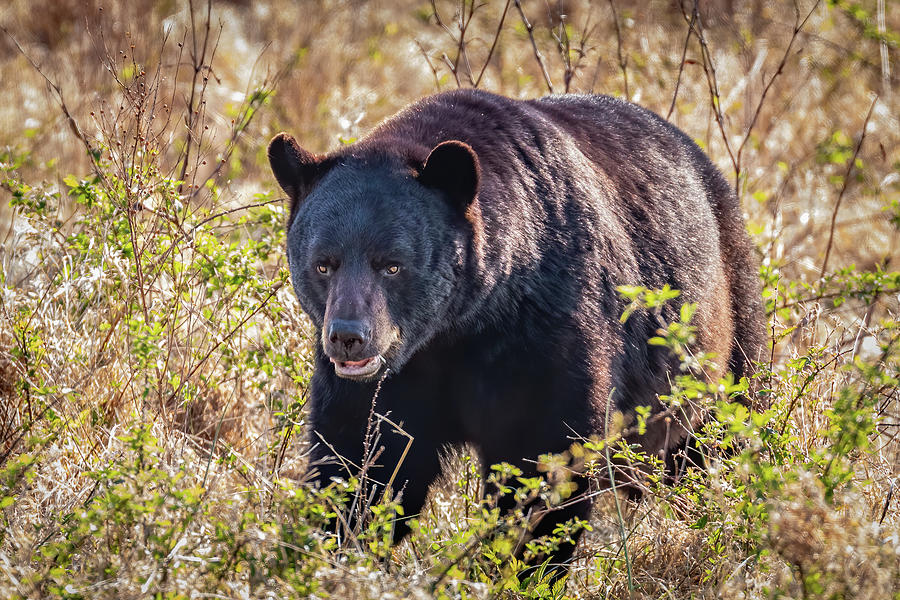 North Carolina Black Bear Photograph by Gary and Donna Brewer