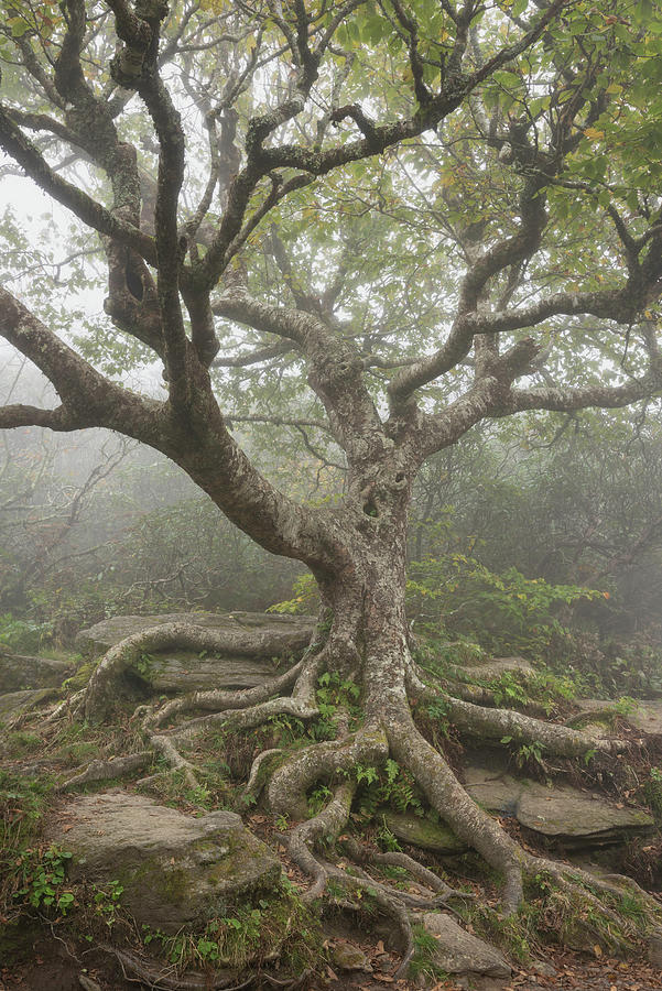 Tree Photograph - North Carolina Blue Ridge Mountains Craggy Tree by Mark VanDyke