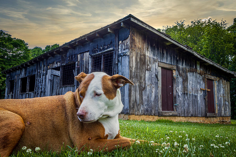 North Carolina  Dog Photograph by Lisa Soots