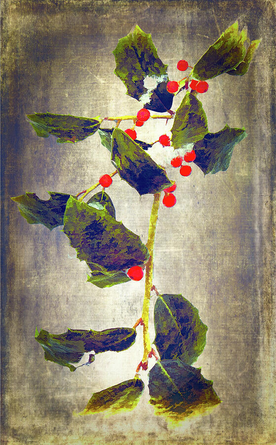 North Carolina Holly and Berries fx 1213 Photograph by Dan Carmichael