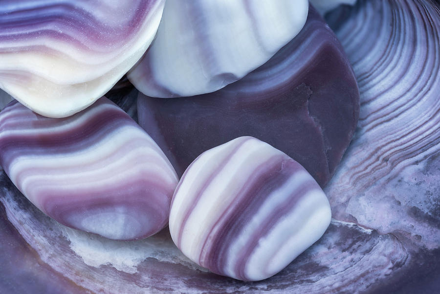 Shell Photograph - North Carolina Quahog Clam Wampum Shells by Mark VanDyke