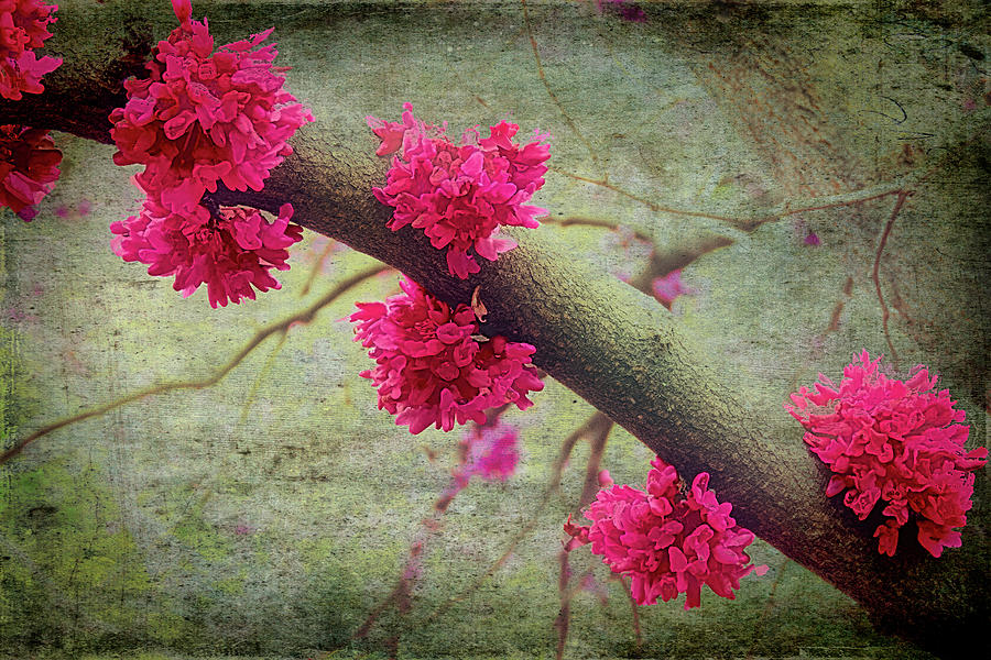 North Carolina Redbud Tree in Spring fx 322 Photograph by Dan Carmichael