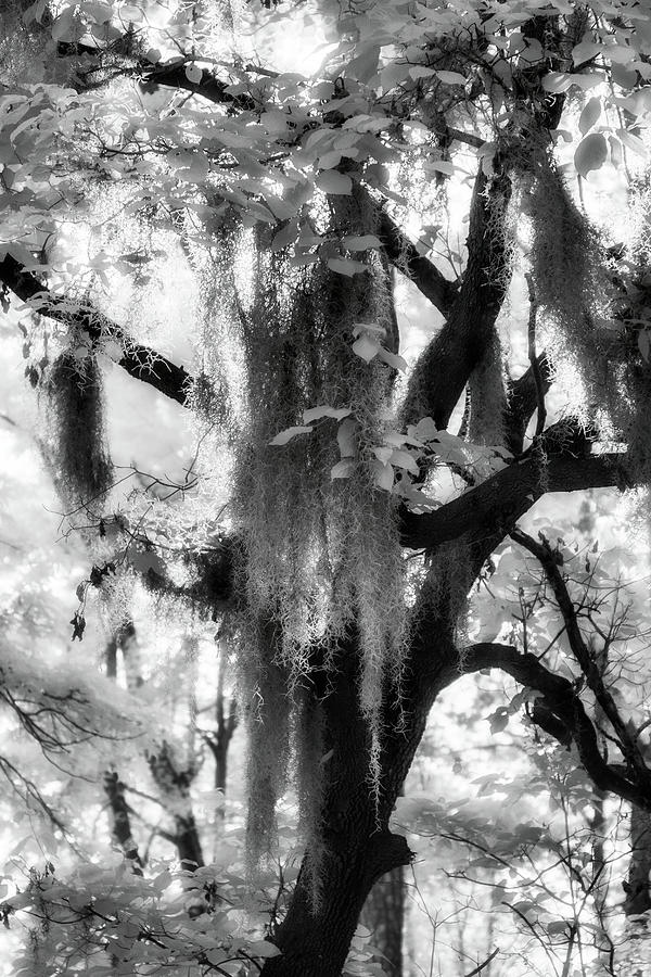 North Carolina Spanish Moss in Tree 83 Photograph by Dan Carmichael