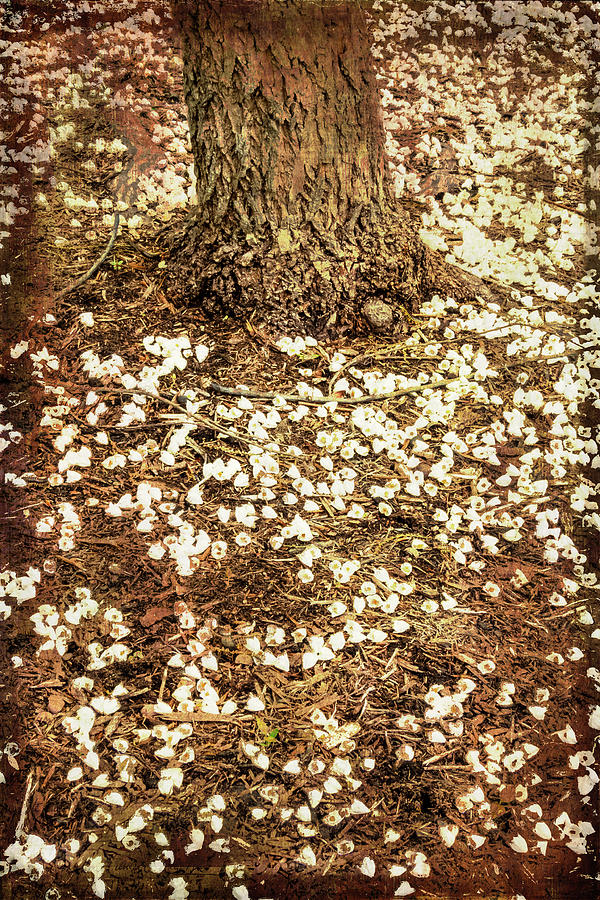 North Carolina Spring Blossoms 322 Photograph by Dan Carmichael