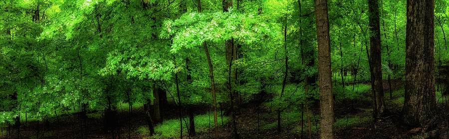 North Carolina Under Trees on a Rainy Day 914 Photograph by Dan Carmichael