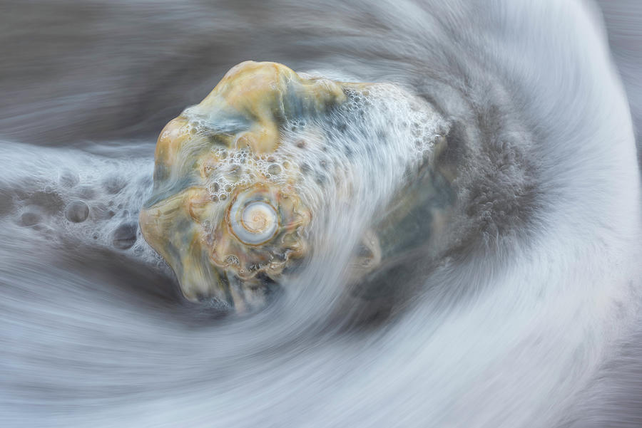 Shell Photograph - North Carolina Whelk Shell Outer Banks OBX by Mark VanDyke