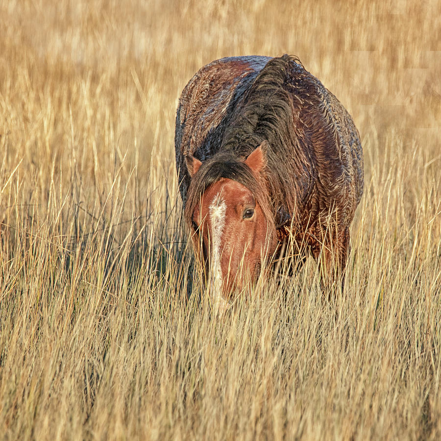North Carolina Wild Horse - Beaufort NC Photograph by Bob Decker