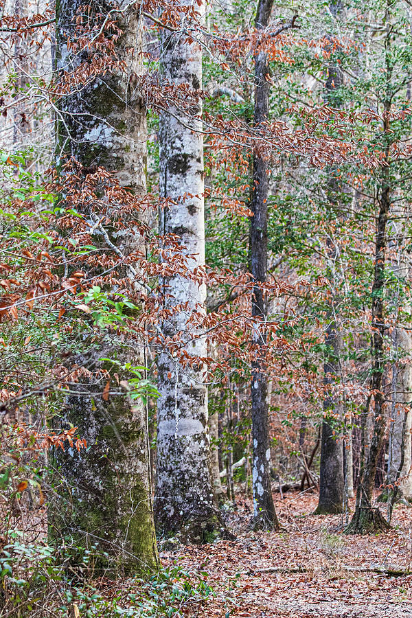 North Carolina Winter Scene Along the Trail Photograph by Bob Decker