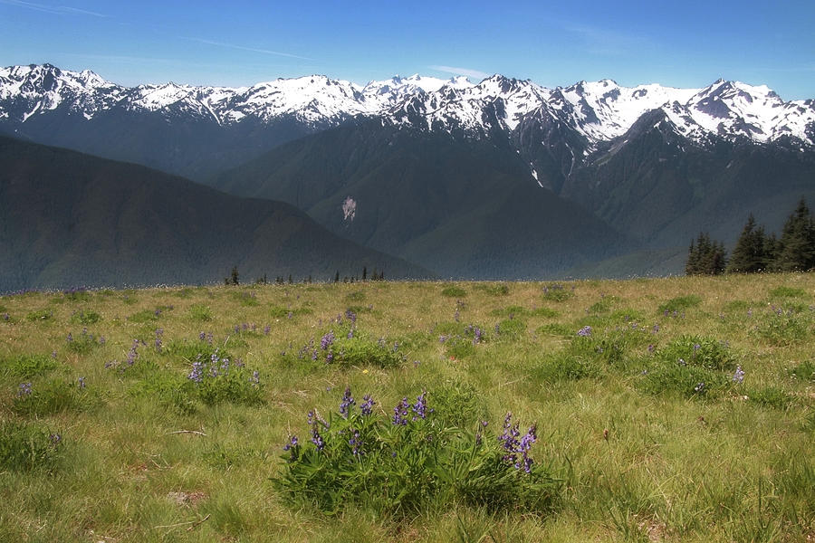 North Cascades Flower Landscape Photograph by Dan Sproul