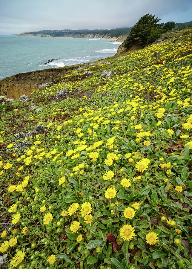 North Coast Wildflowers Photograph by Brett Harvey