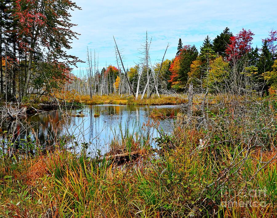 North Country Beaver Pond Photograph by Steve Brown