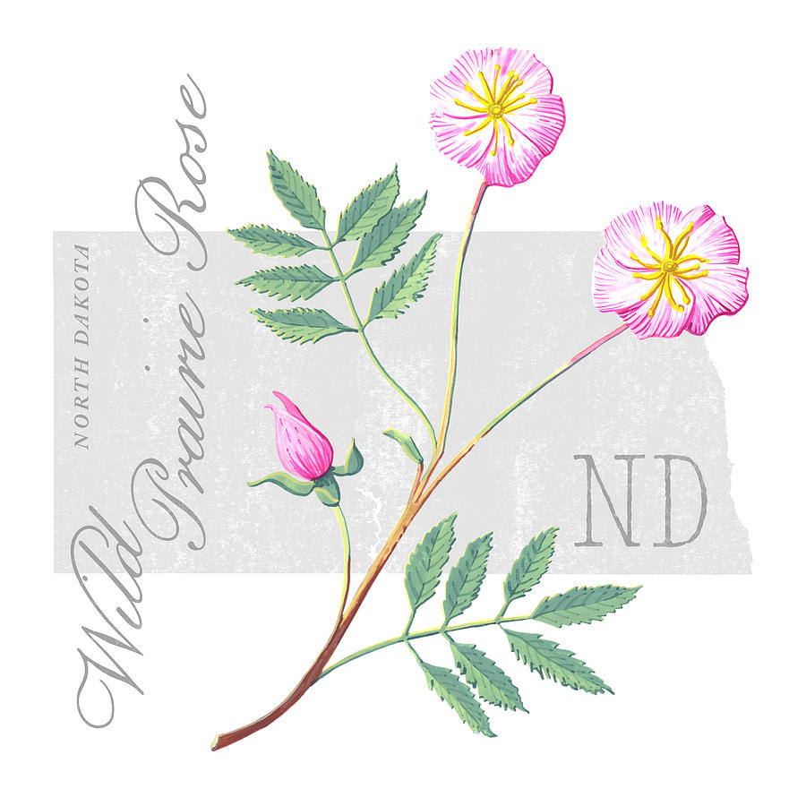 North Dakota State Flower Wild Prairie Rose Art by Jen Montgomery Painting by Jen Montgomery