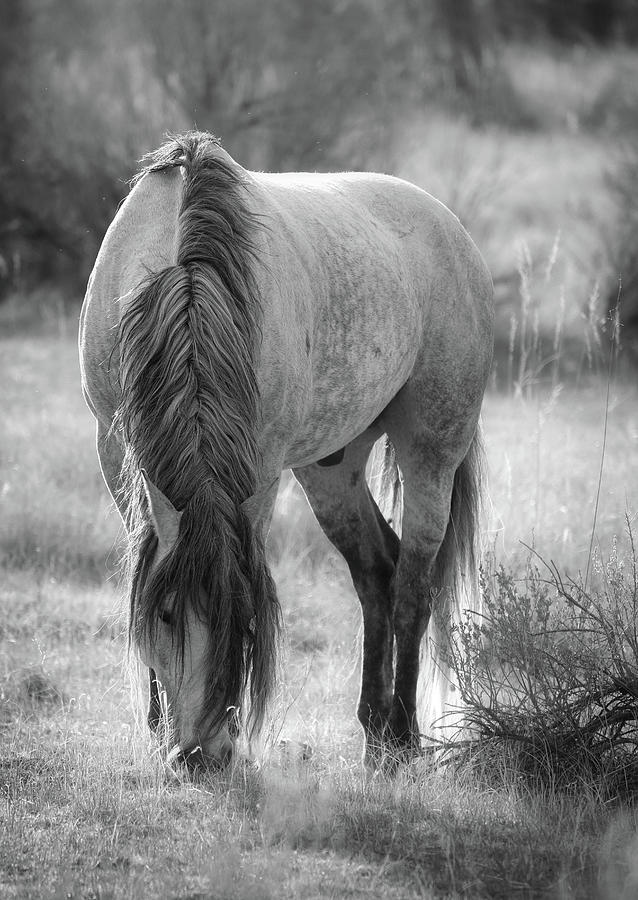 North Dakota Wild Horse Photograph by Dan Sproul