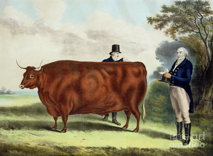 North Devon Ox Painting by WH Davis