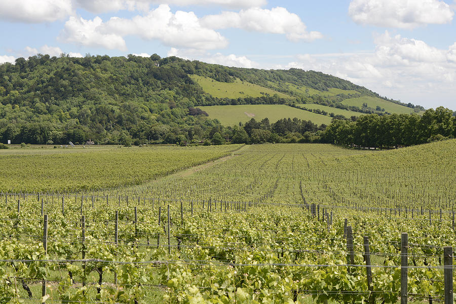 North Downs and vineyard. Surrey. England Photograph by Nickos