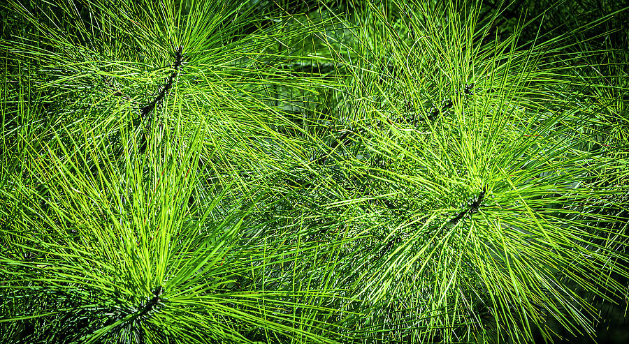 Spring Photograph - North East Texas Pines by Phil And Karen Rispin