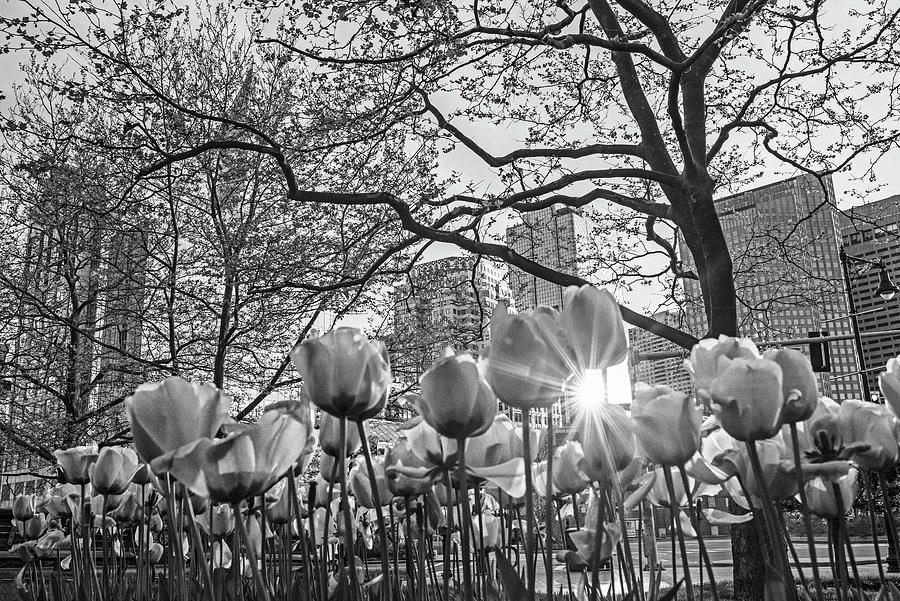 North End Boston Spring Tulips Boston Massachusetts Black and White Photograph by Toby McGuire