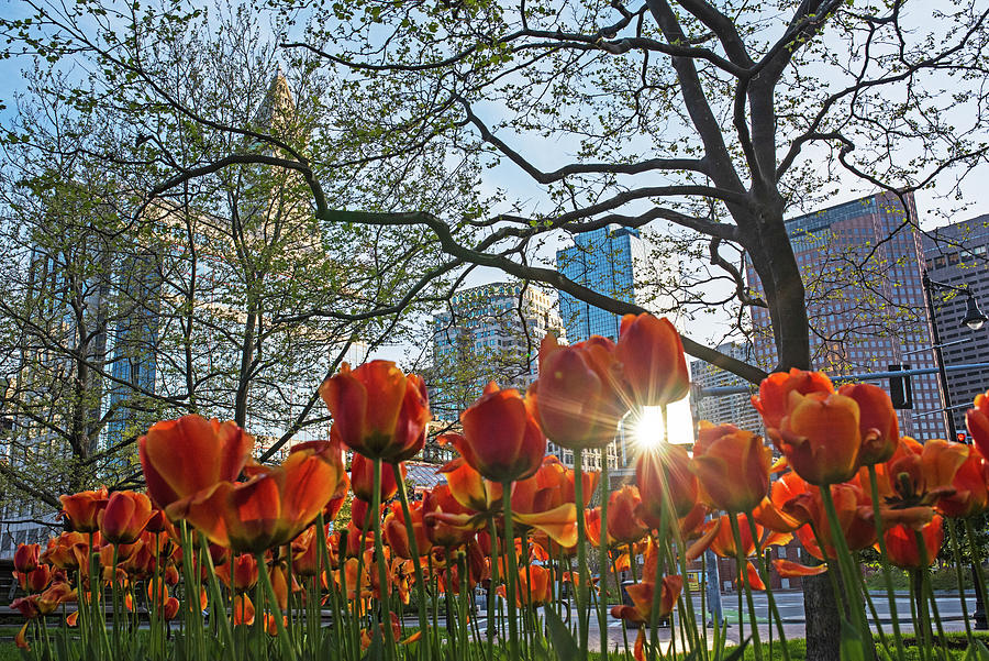 North End Boston Spring Tulips Boston Massachusetts Photograph by Toby McGuire