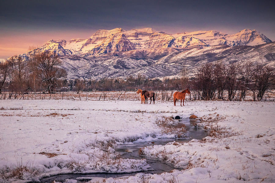 Winter Photograph - North Fields Horses by Wasatch Light