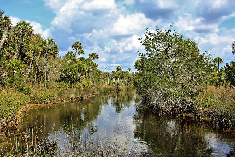 North Florida Nature Photograph