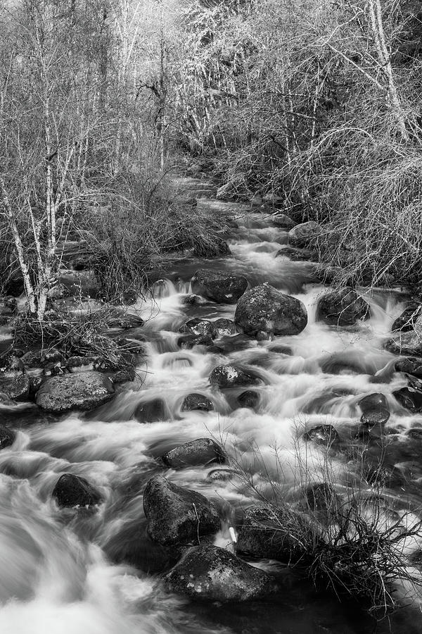 Black And White Photograph - North Fork Middle Fork Willamette River Black and White by Catherine Avilez