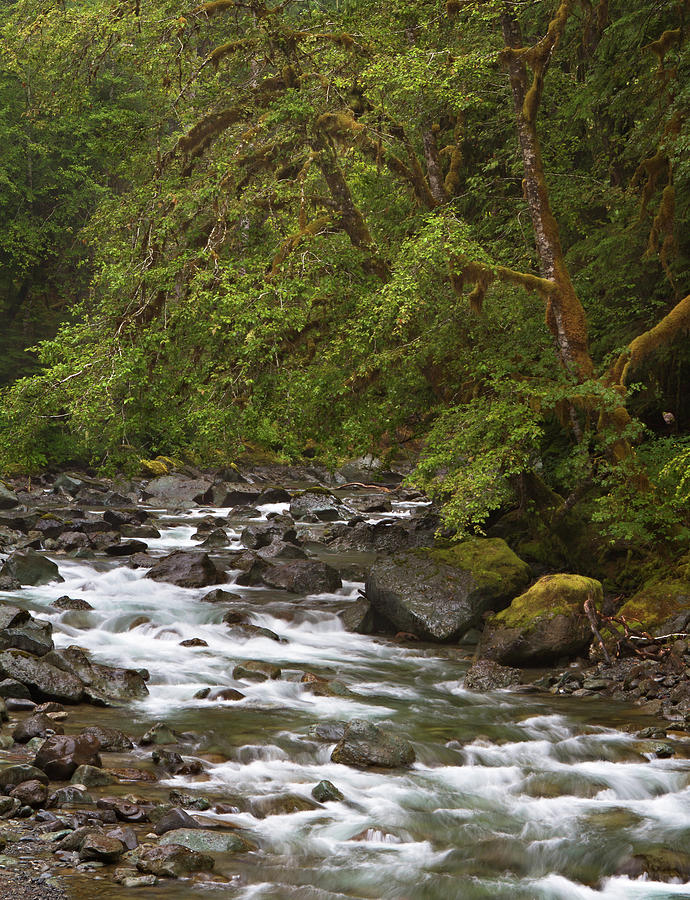 North Fork Skokomish River Photograph by Kelly Coultas